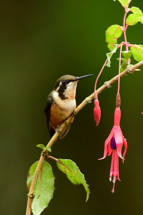 Purple-throated Woodstar, Philodice mitchellii