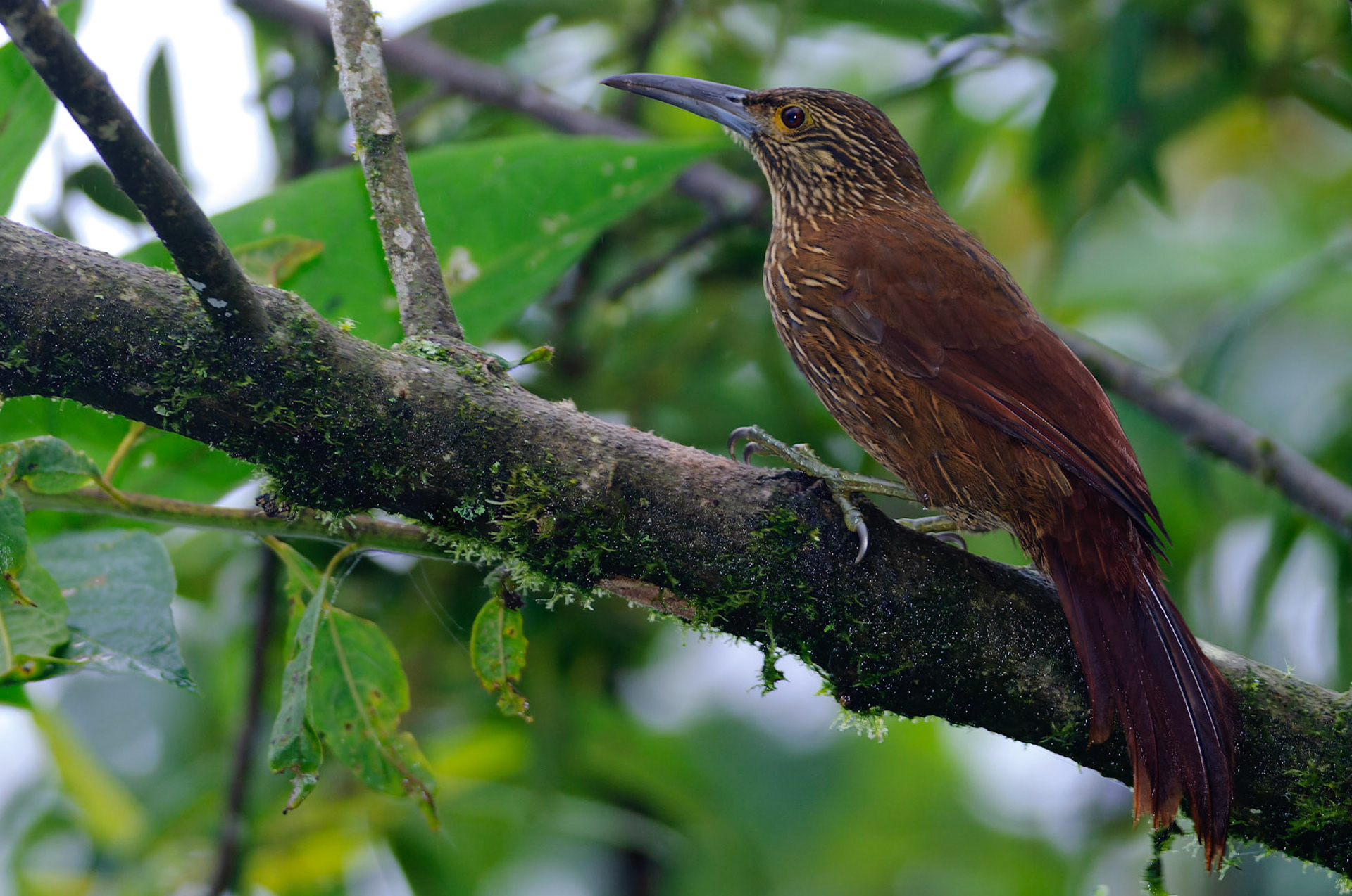 Strong-billed Woodcreeper, Xiphocolaptes promeropirhynchus ignotus