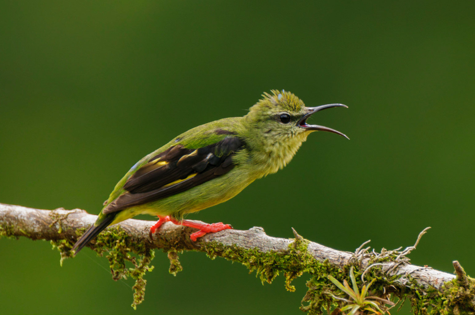 Red-legged Honeycreeper, Cyanerpes cyaneus
