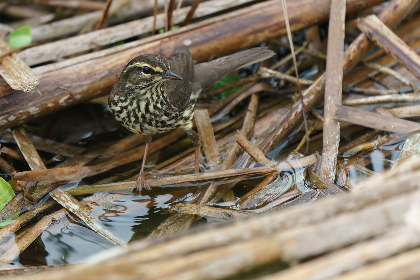 Northern Waterthrush, Parkesia noveboracensis