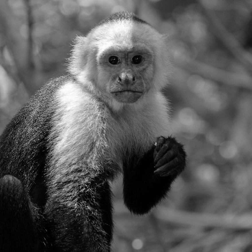Panamanian white-faced capuchin, Cebus imitator