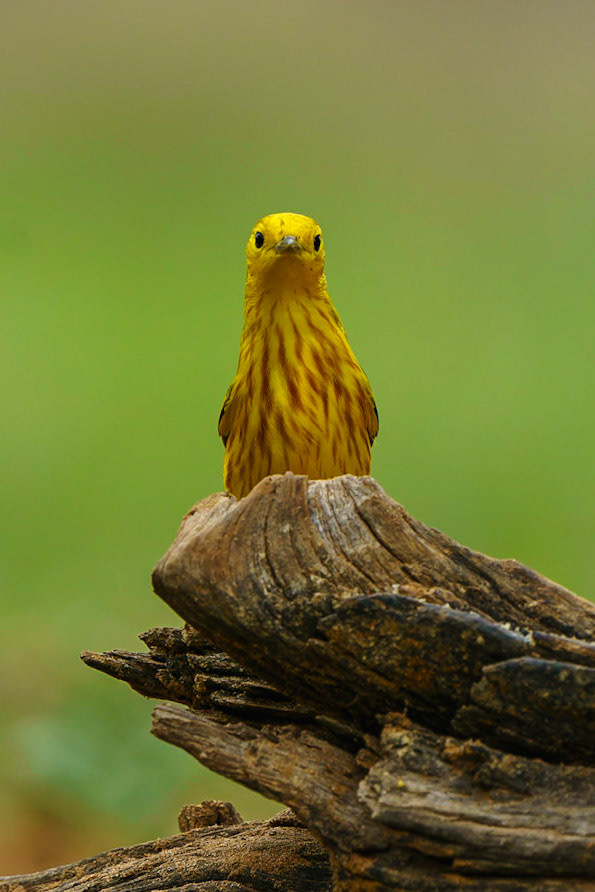 Yellow Warbler, Setophaga petechia