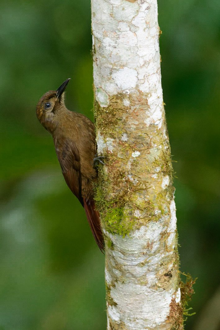 Plain-brown Woodcreeper, Dendrocincla fuliginosa