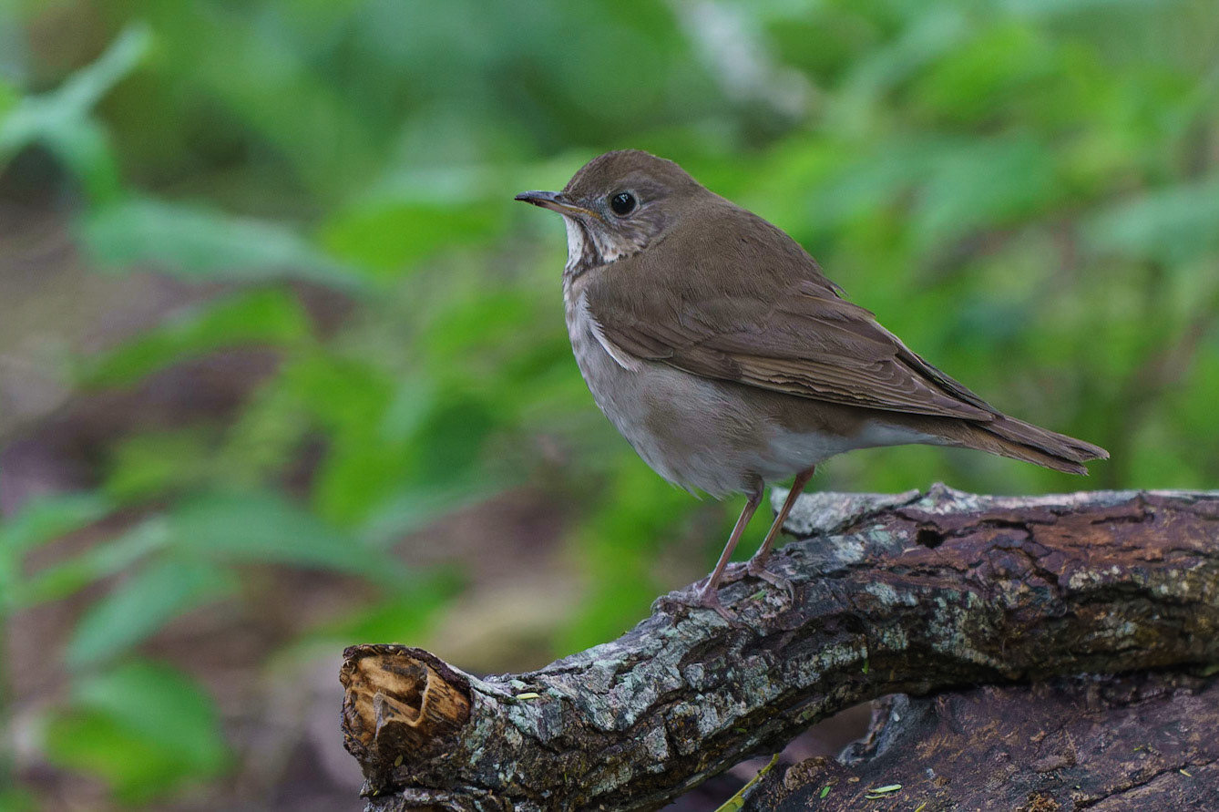 Swainson's Thrush, Catharus ustulatus