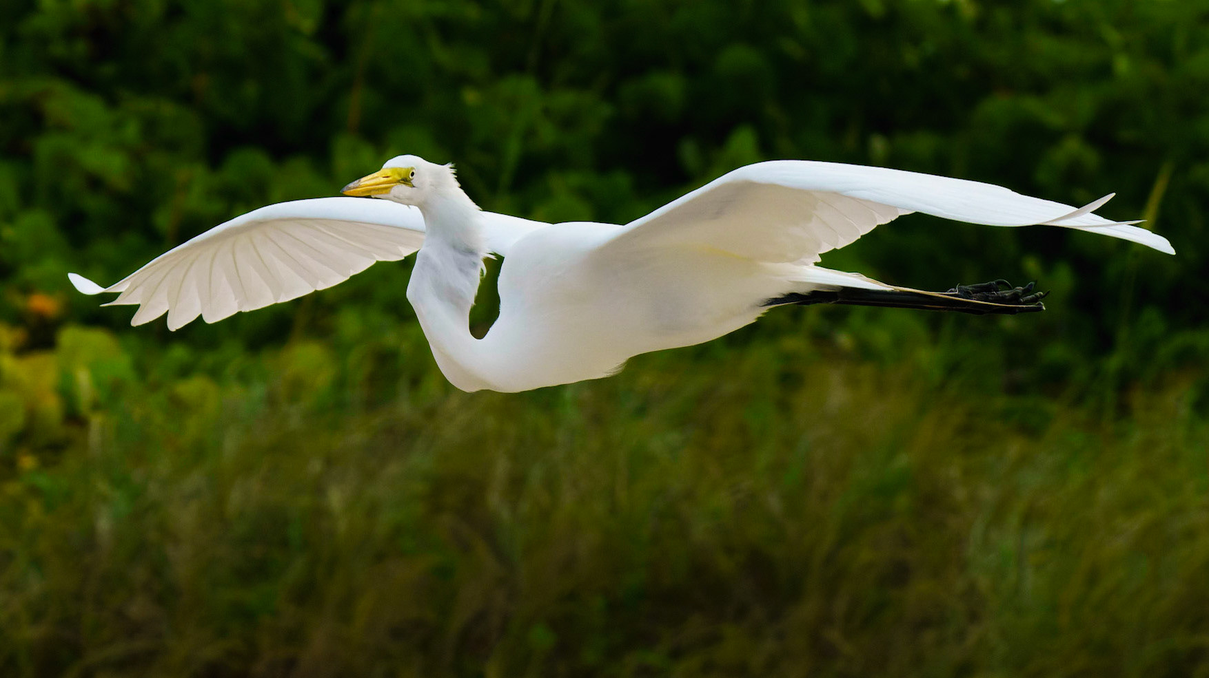 Great Egret, Ardea alba