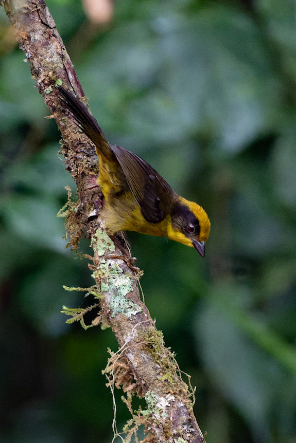 Chocó Brush-finch, Atlapetes crassus