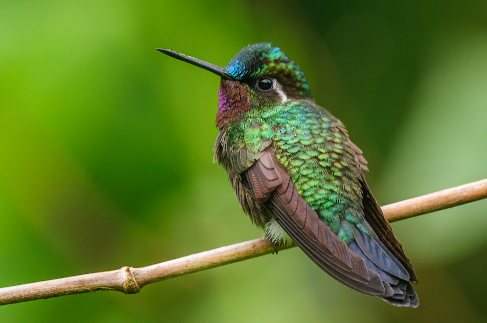 Purple-throated Mountain-gem,  Lampornis calolaema
