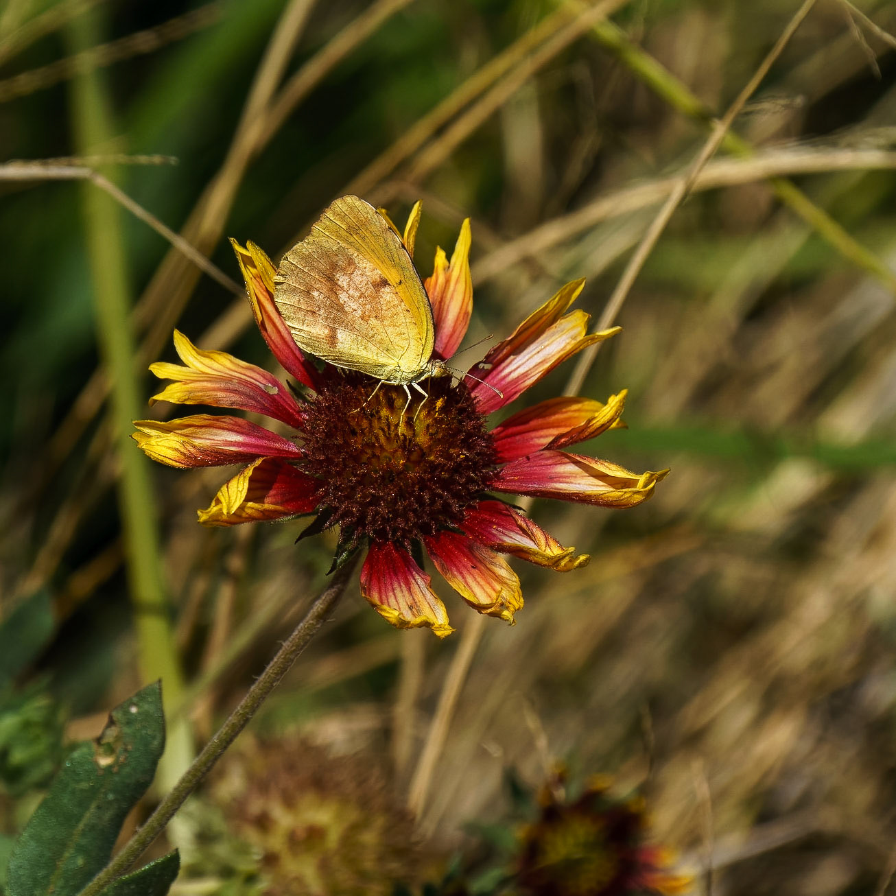 Sleepy Orange, Eurema nicippe and Indian Blanket, Gaillardia pulchella