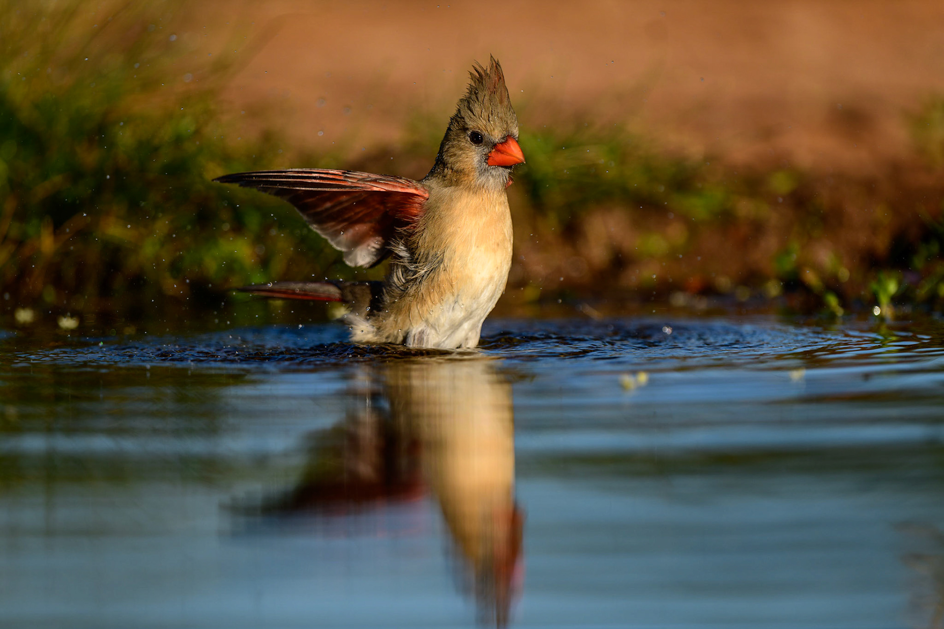 Northern Cardinal, Cardinalis cardinalis