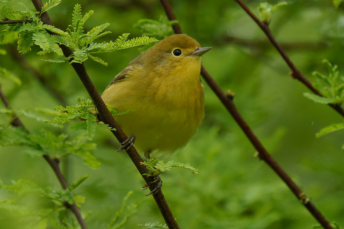 Philadelphia Vireo, Vireo philadelphicus