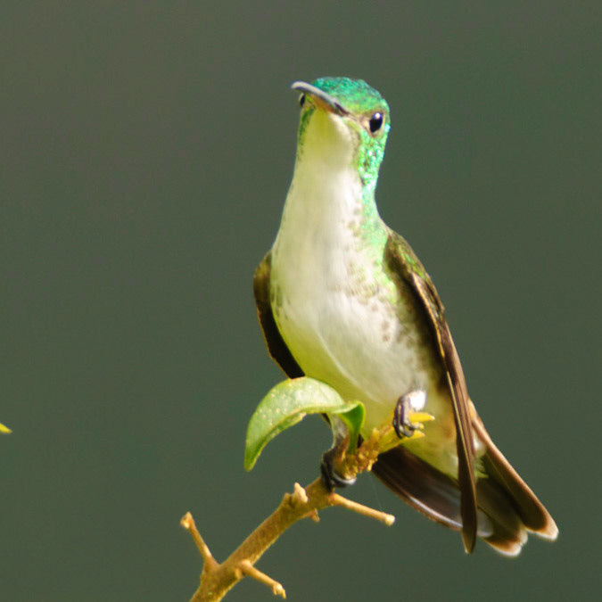 Andean Emerald, Amazilia franciae