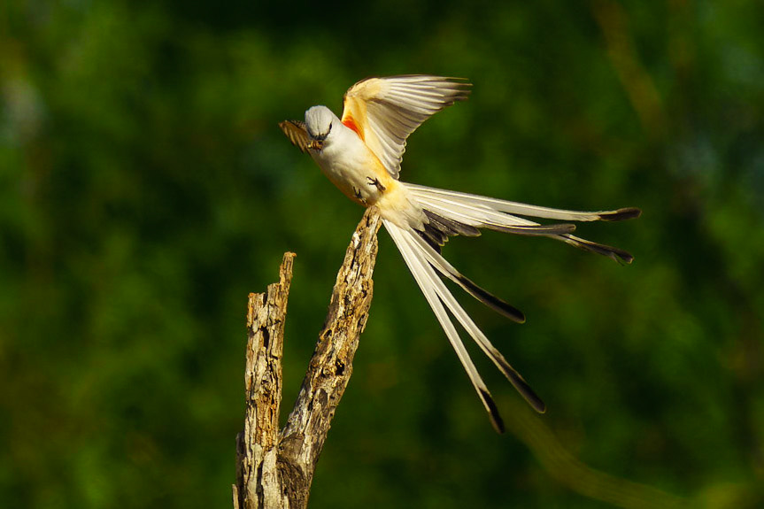Scissor-tailed Flycatcher, Tyrannus forficatus