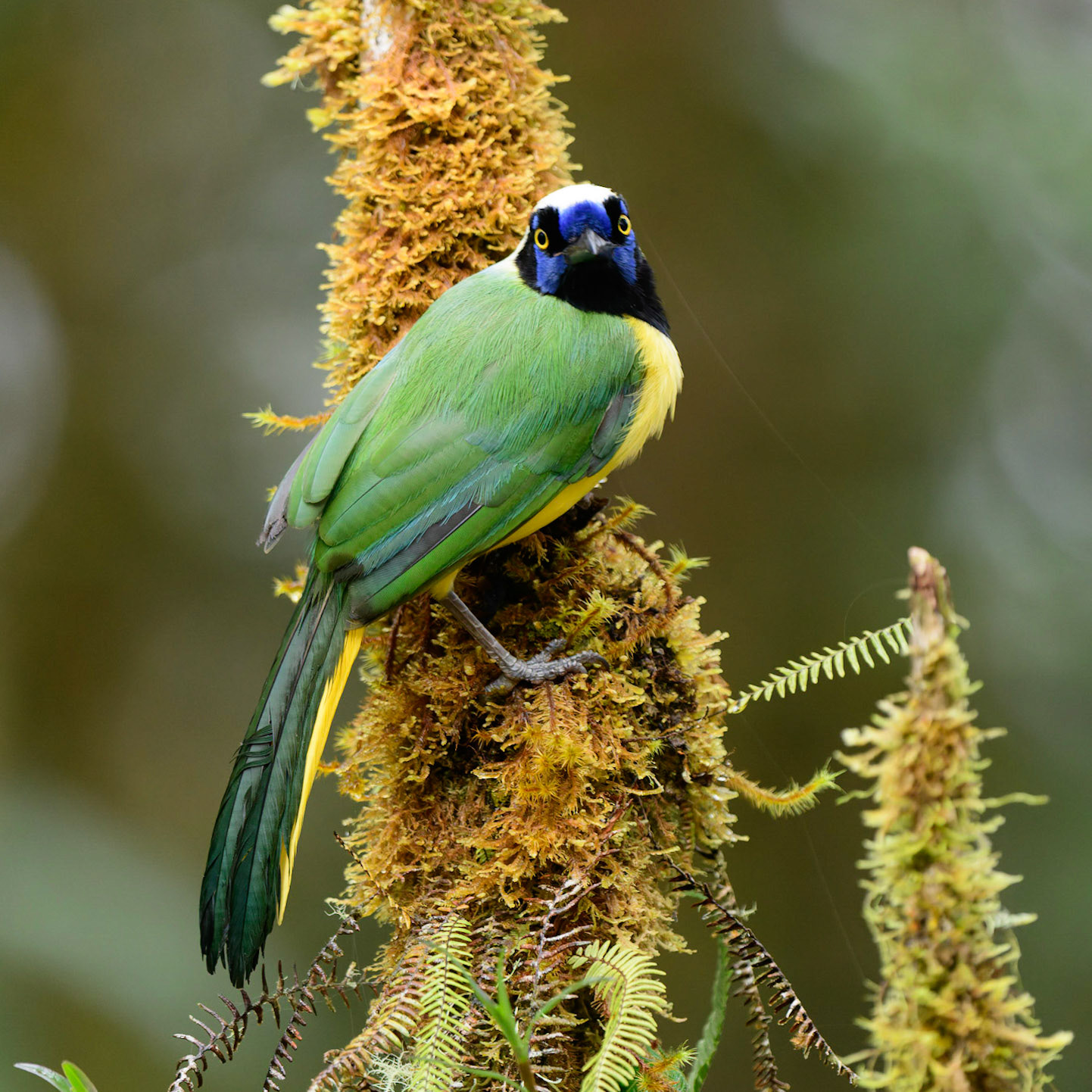 Inca jay, Cyanocorax yncas