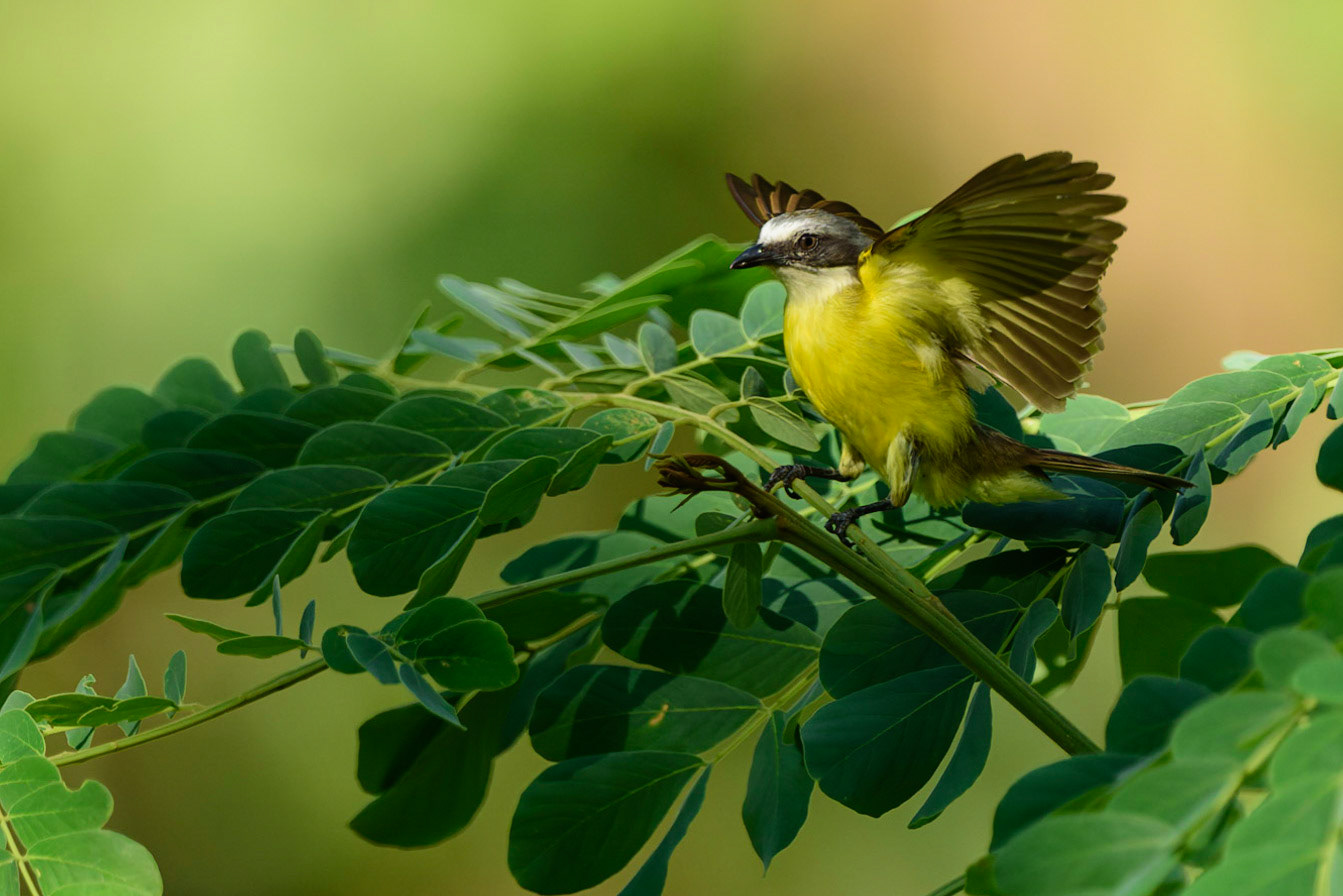 Grey-capped Flycatcher, Myiozetetes granadensis