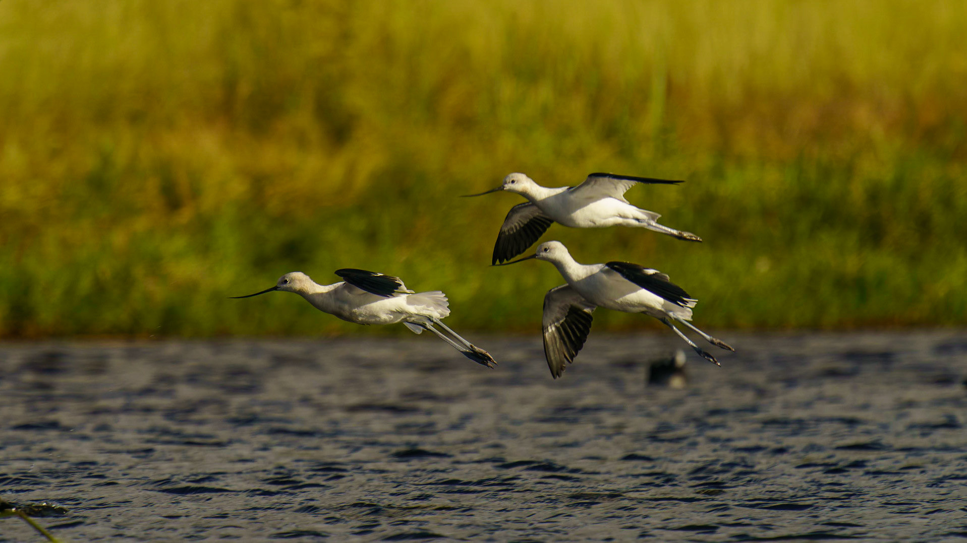 American Avocet, Recurvirostra americana
