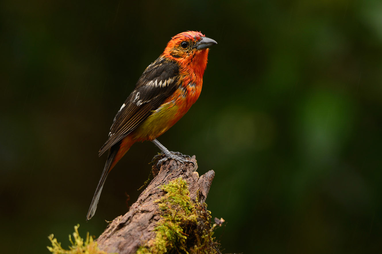 Flame-colored TanagerPiranga bidentata