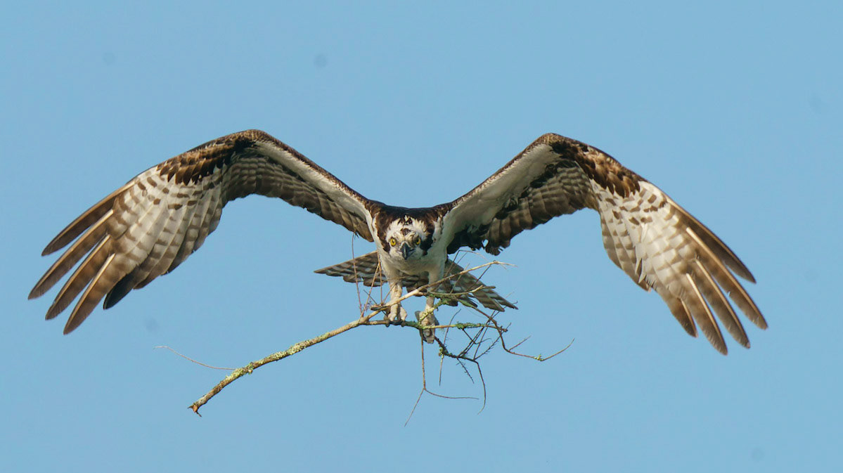 Osprey, Pandion haliaetus