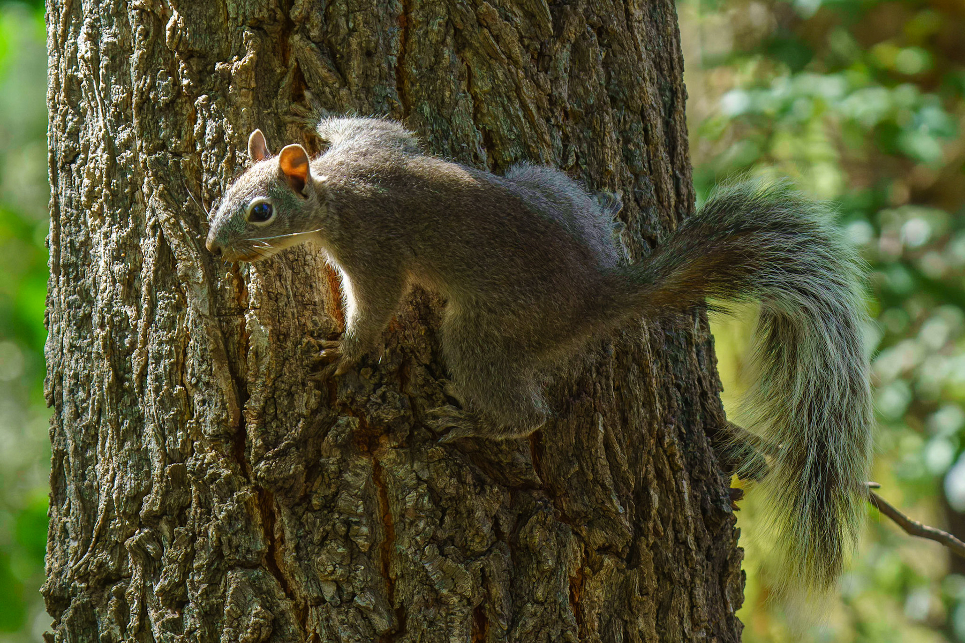 Arizona Gray Squirrel, Sciurus arizonensis