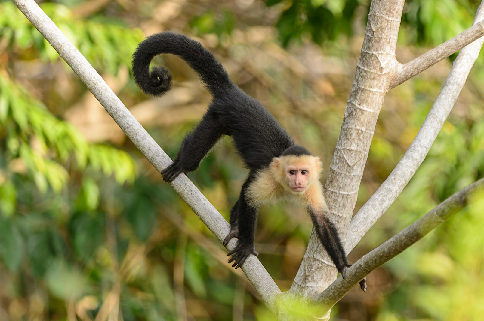 Panamanian white-faced capuchin, Cebus imitator