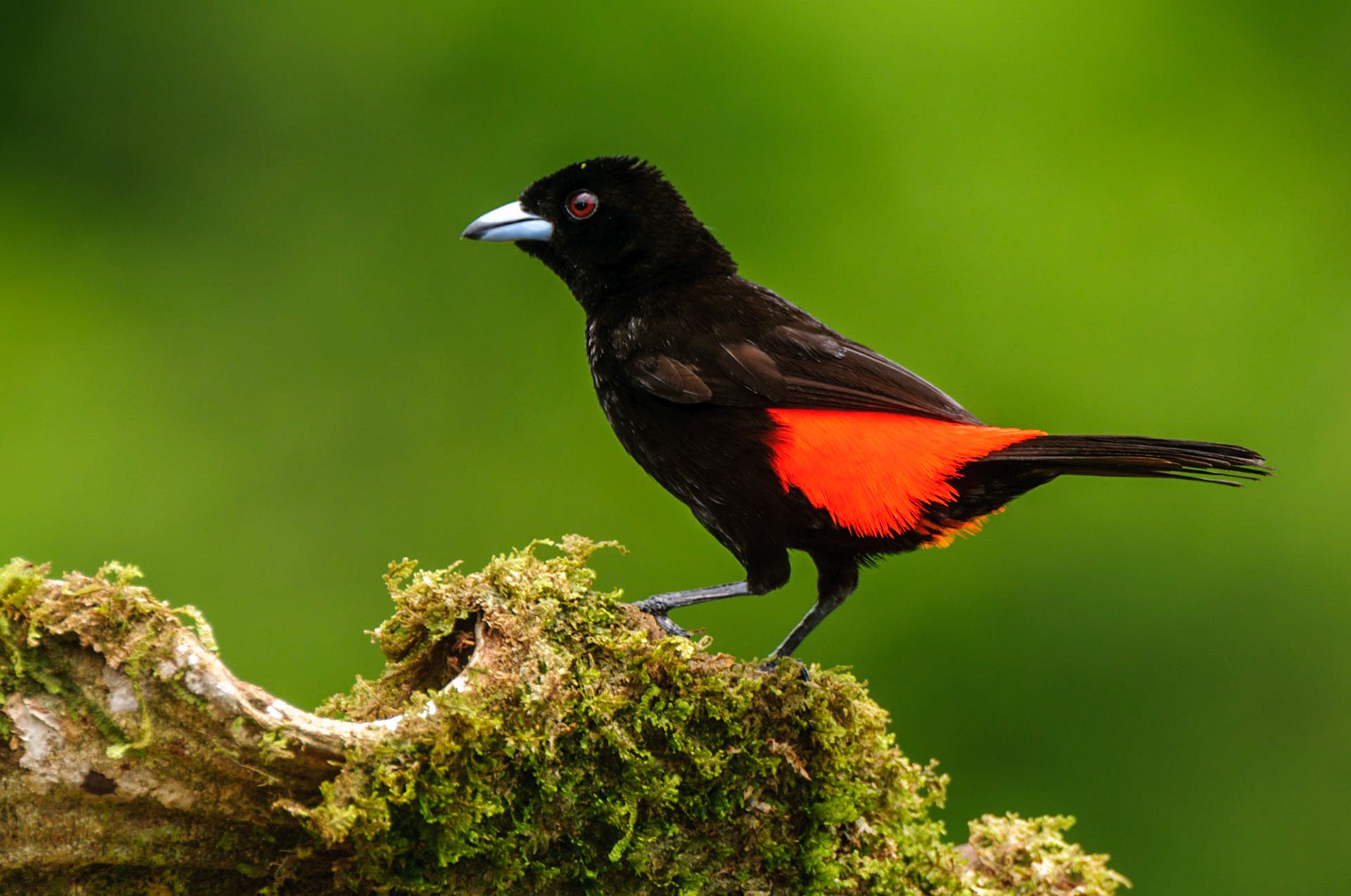 Scarlet-rumped Tanager, Ramphocelus passerinii
