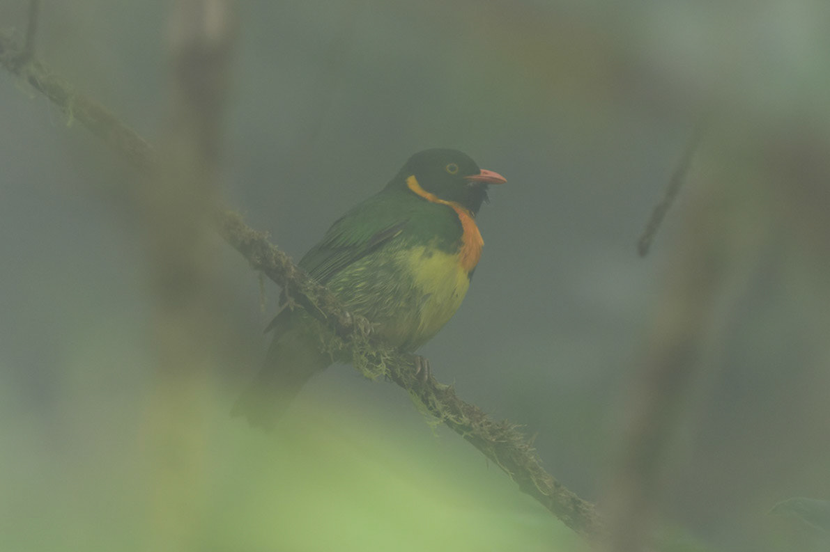 Orange-breasted Fruiteater, Pipreola jucunda