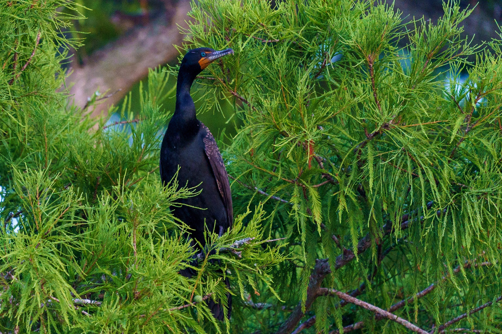 Double-crested Cormorant, Phalacrocorax auritus