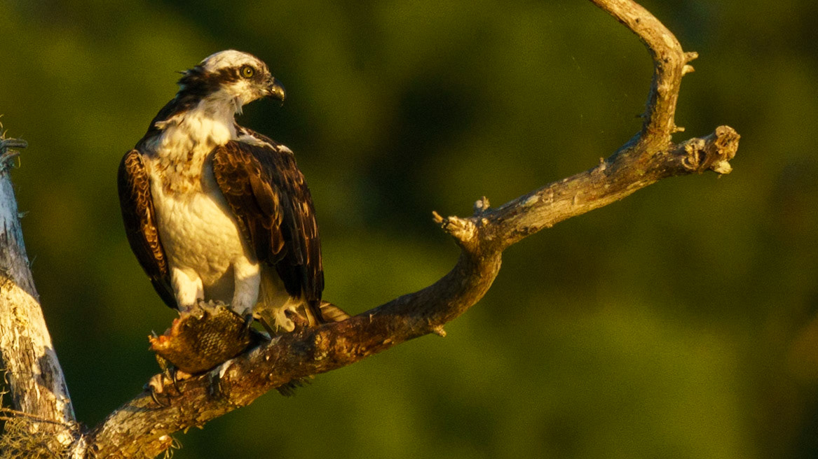 Osprey, Pandion haliaetus