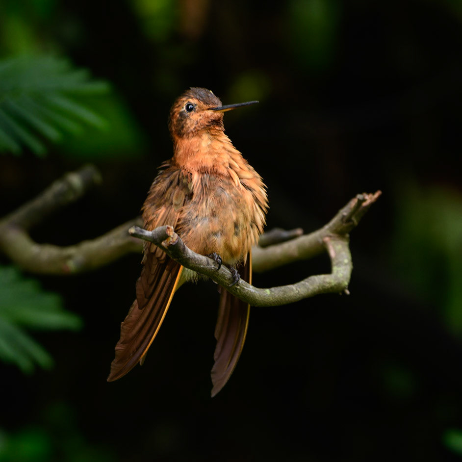 Shining Sunbeam, Aglaeactis cupripennis