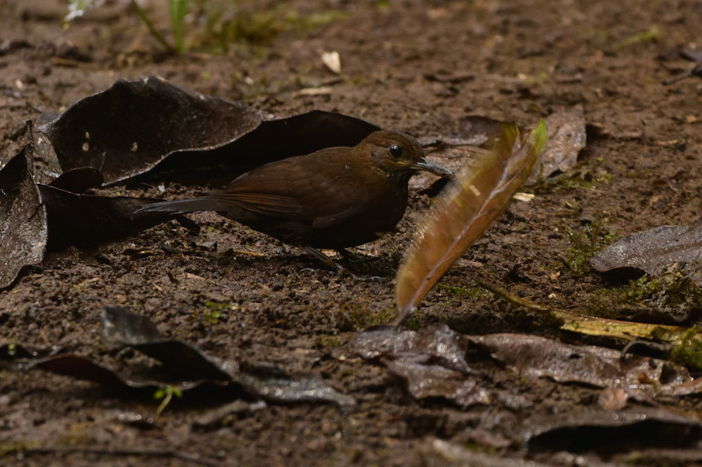 Tawny-throated Leaftosser, Sclerurus mexicanus