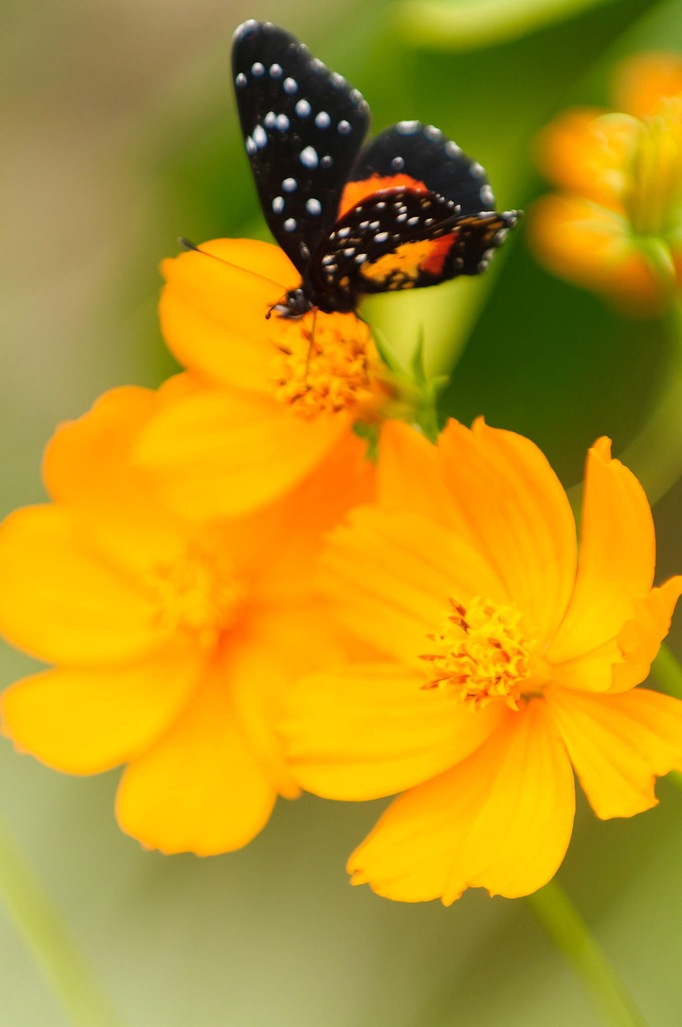 Orange cosmos, Cosmos sulphureus and Crimson Patch Butterfly