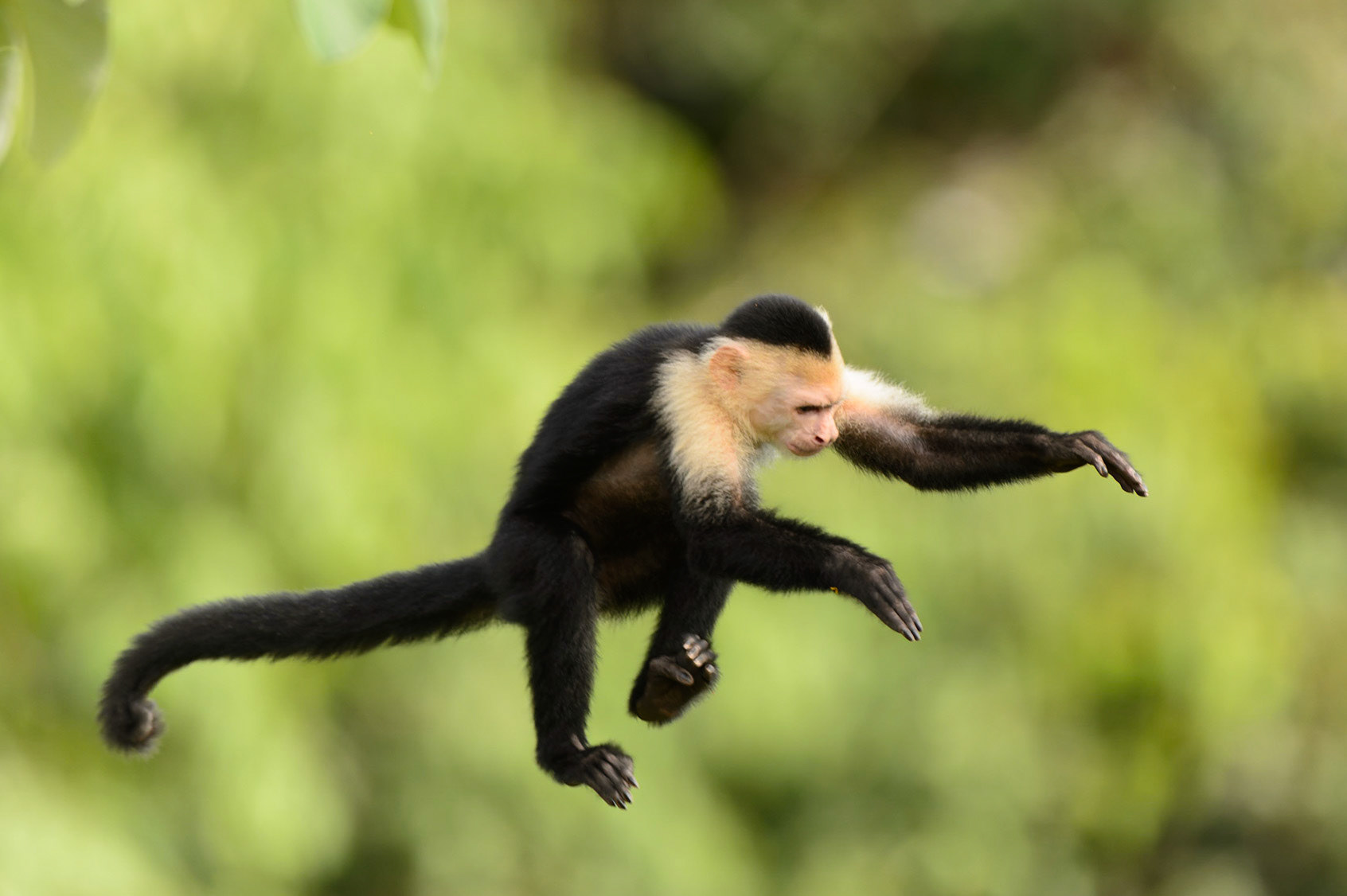 Panamanian white-faced capuchin, Cebus imitator