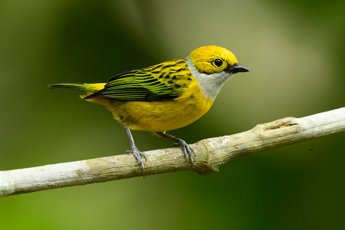 Silver-throated Tanager