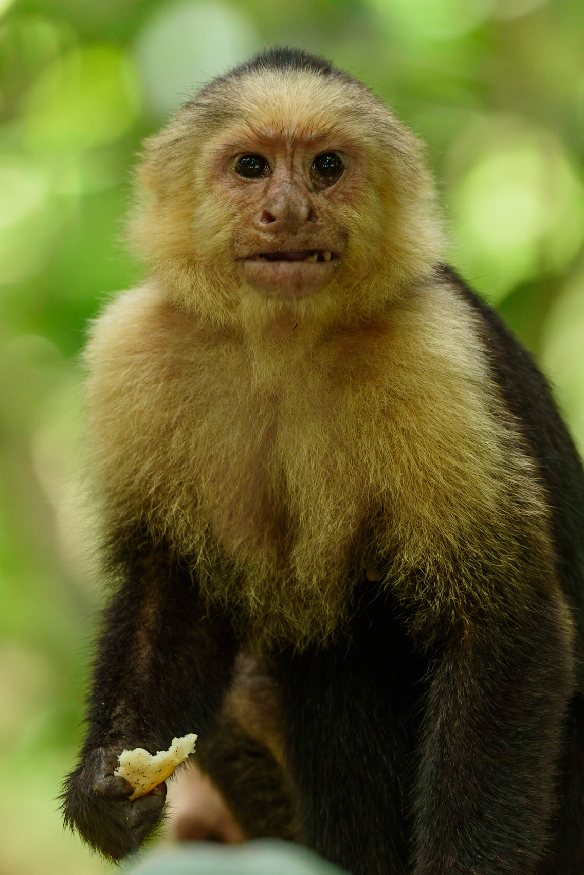 Panamanian white-faced capuchin, Cebus imitator