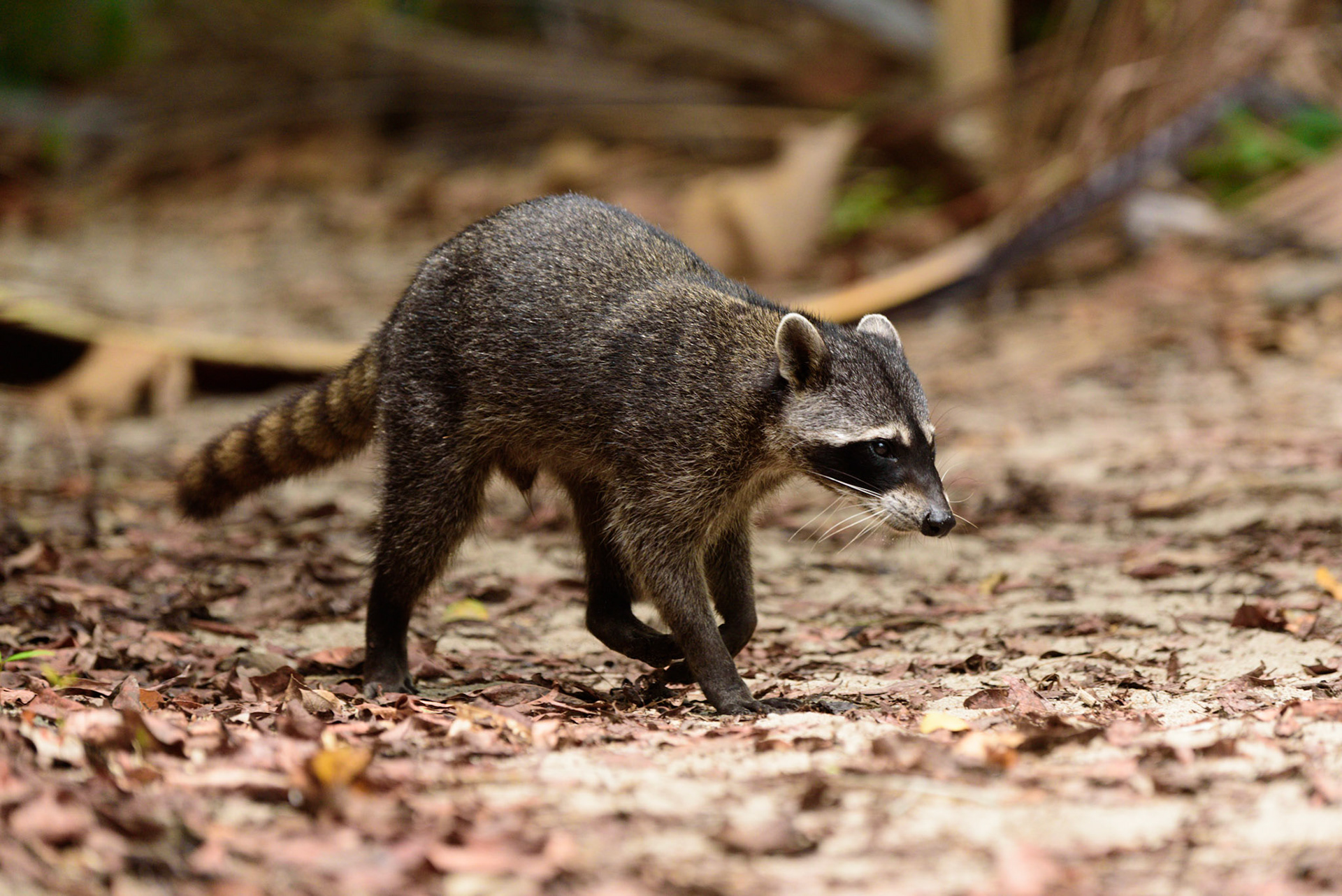 Crab-eating Raccoon, Procyon cancrivorus. AKA South American Raccoon