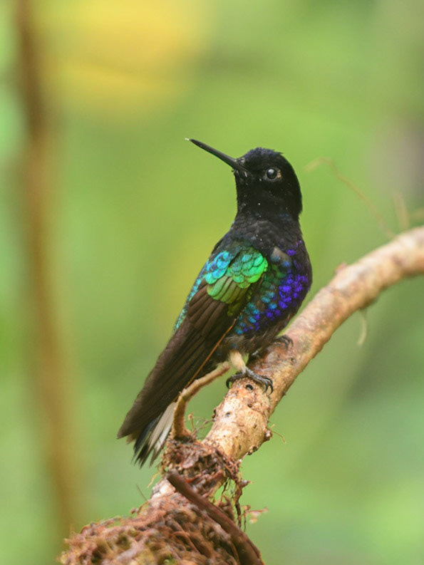 Velvet-purple Coronet, Boissonneaua jardini