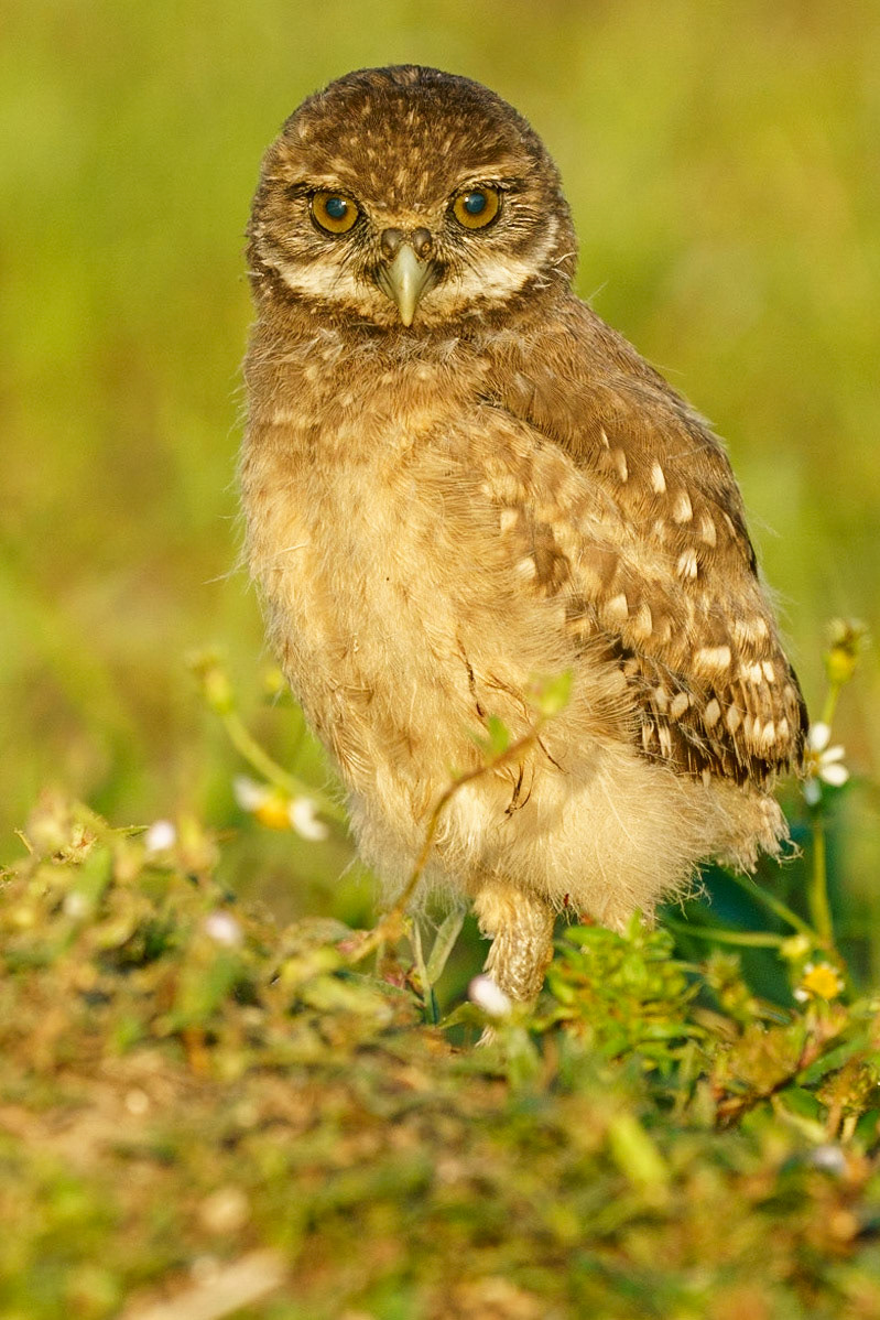 Burrowing Owl, Athene cunicularia