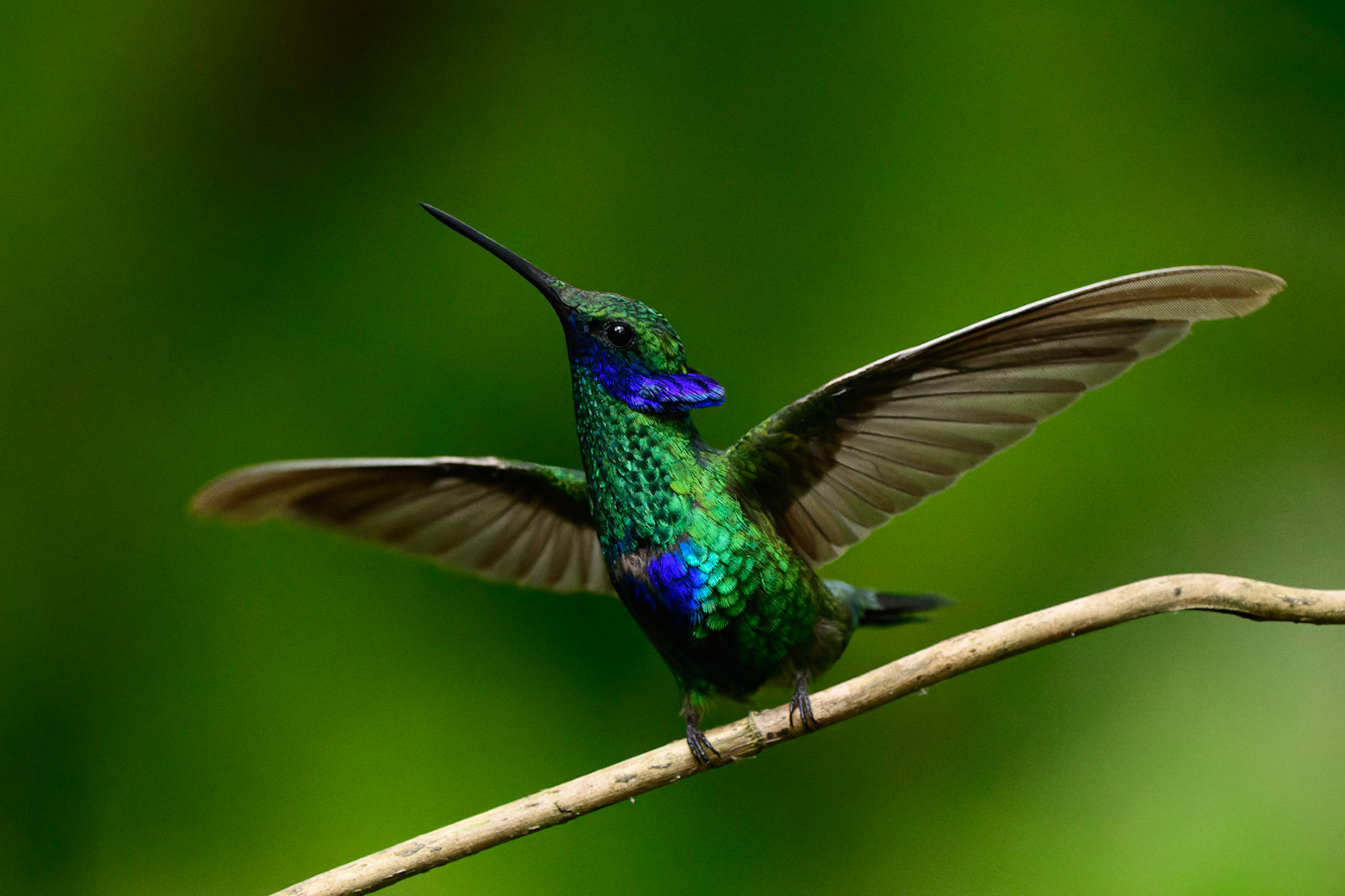 Lesser Violetear, Colibri cyanotus