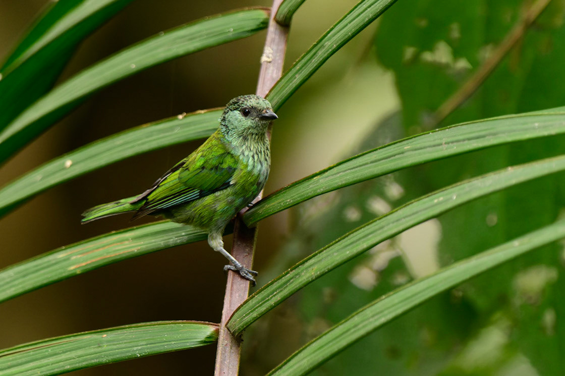 Black-capped Tanager, Tangara heinei