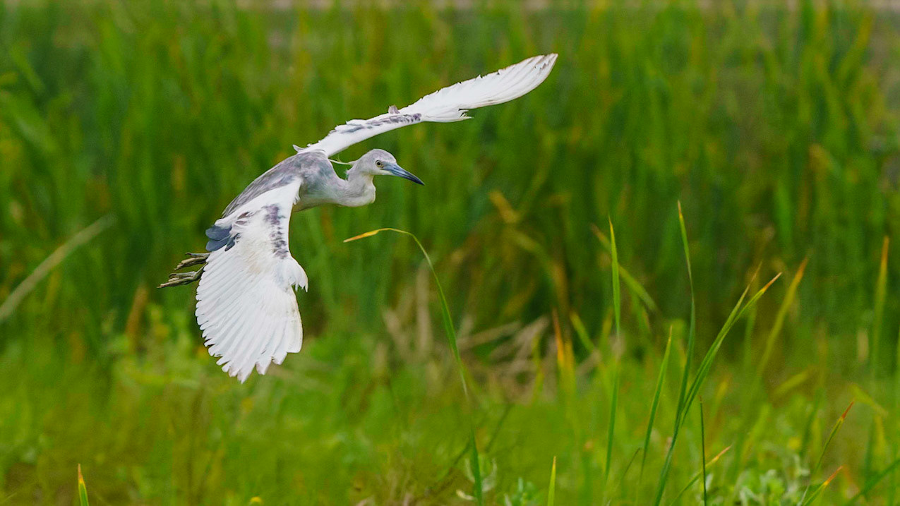 Little Blue Heron, Egretta caerulea