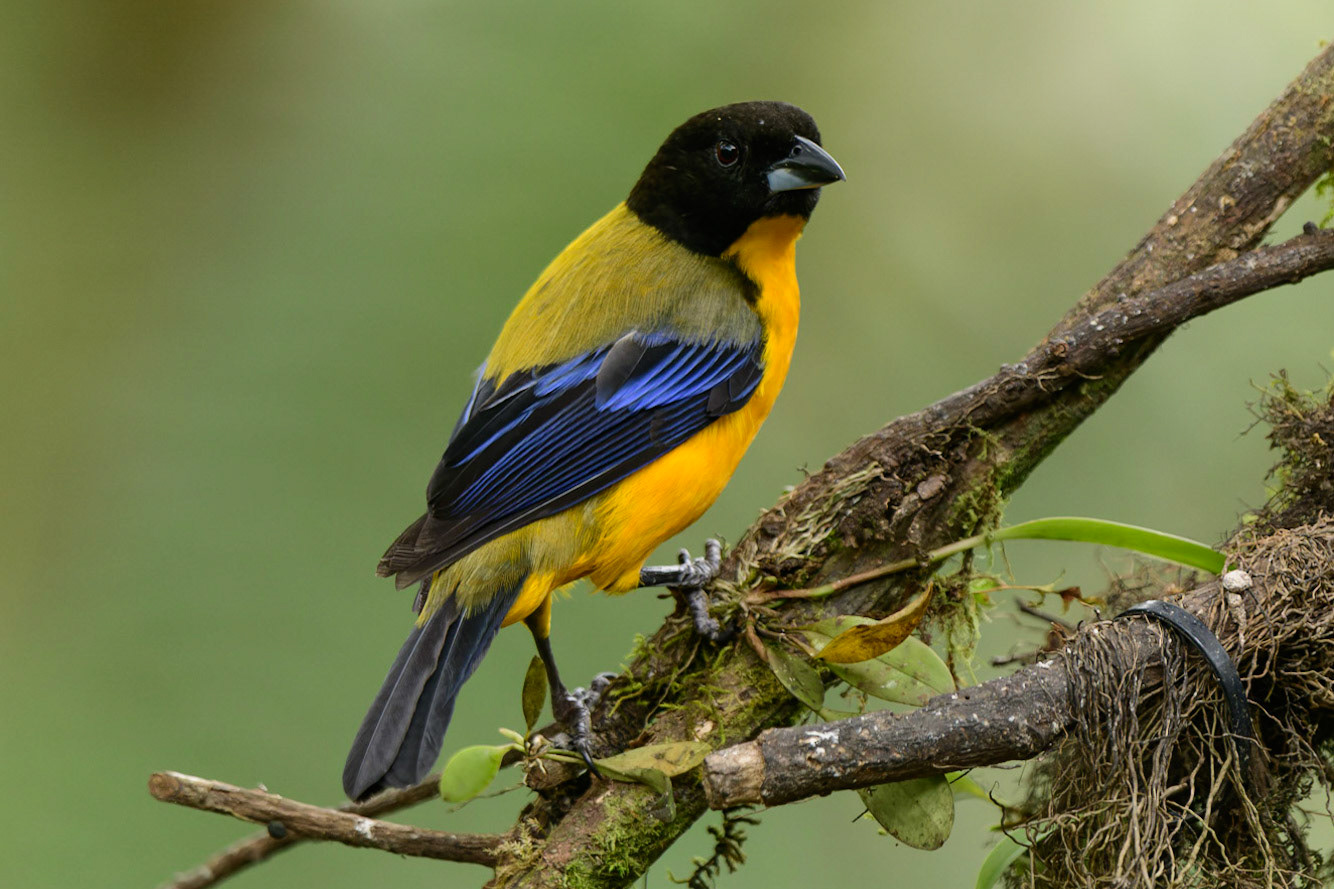 Black-chinned Mountain-Tanager, Anisognathus notabilis