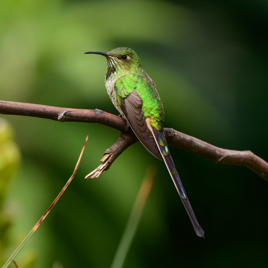 Green-tailed Trainbearer, Lesbia nuna