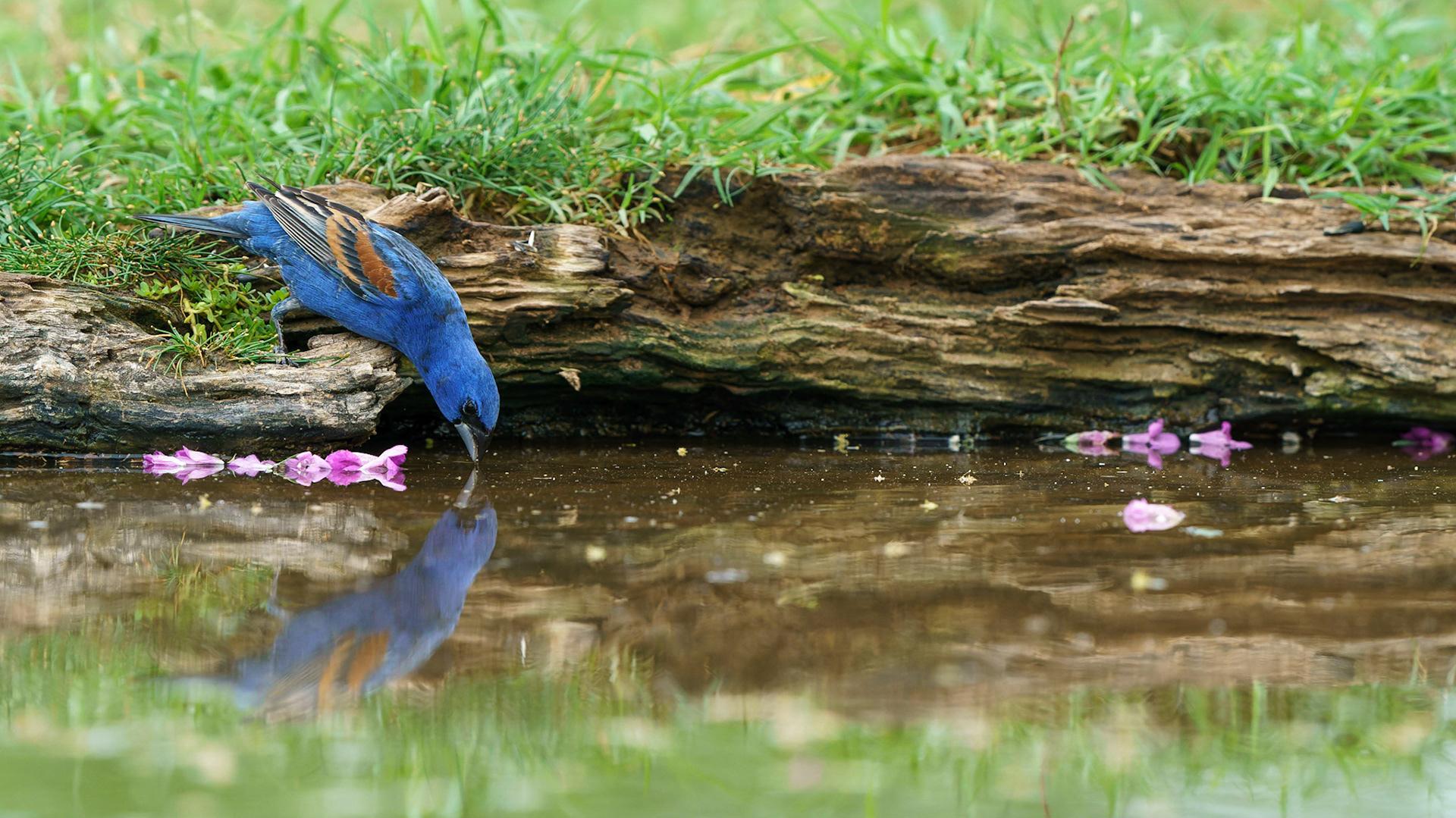Blue Grosbeak, Passerina caerulea