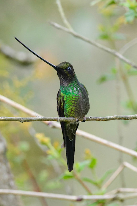Sword-billed Hummingbird, Ensifera ensifera