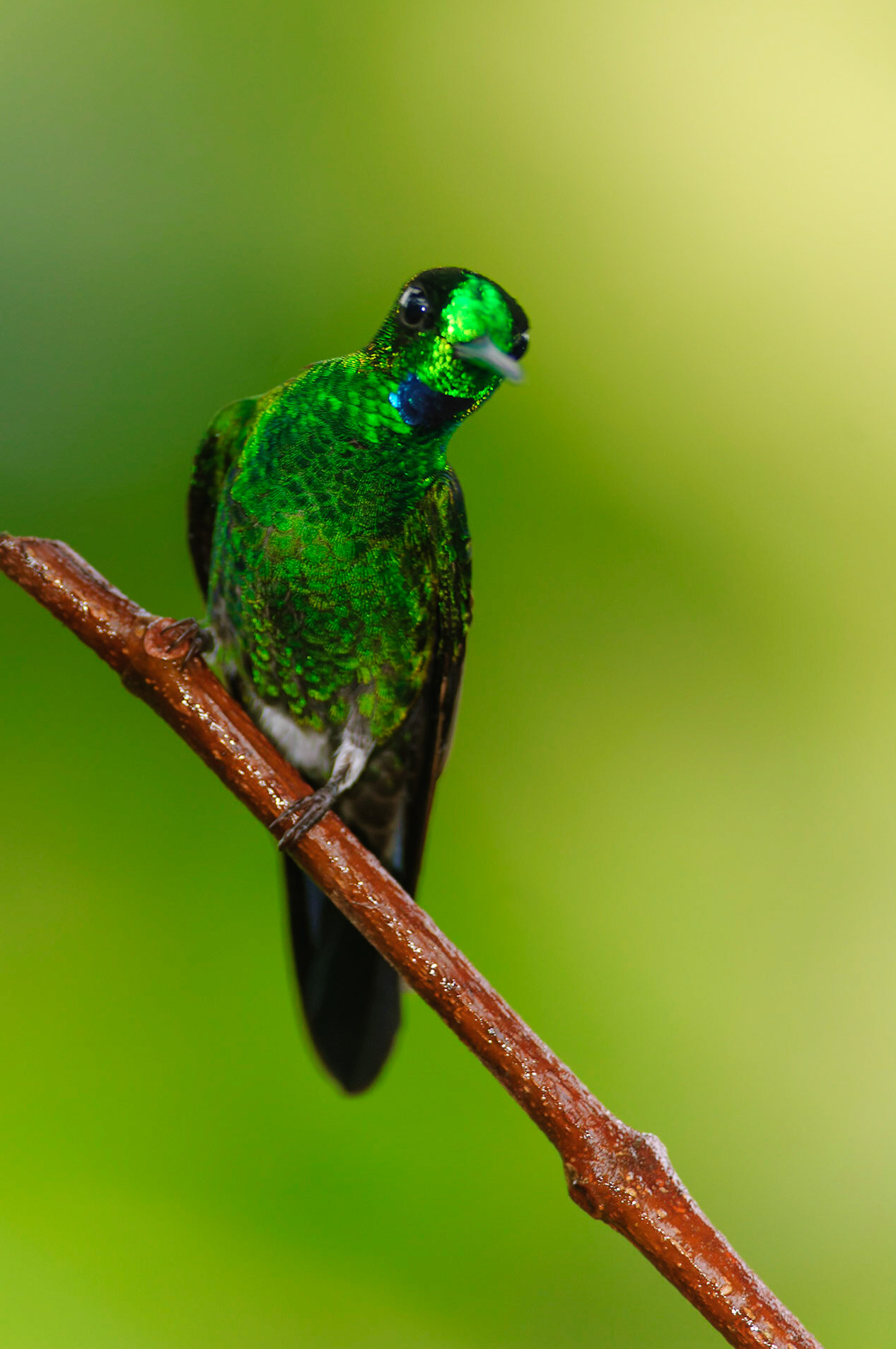 Green-crowned Brilliant, Heliodoxa jacula