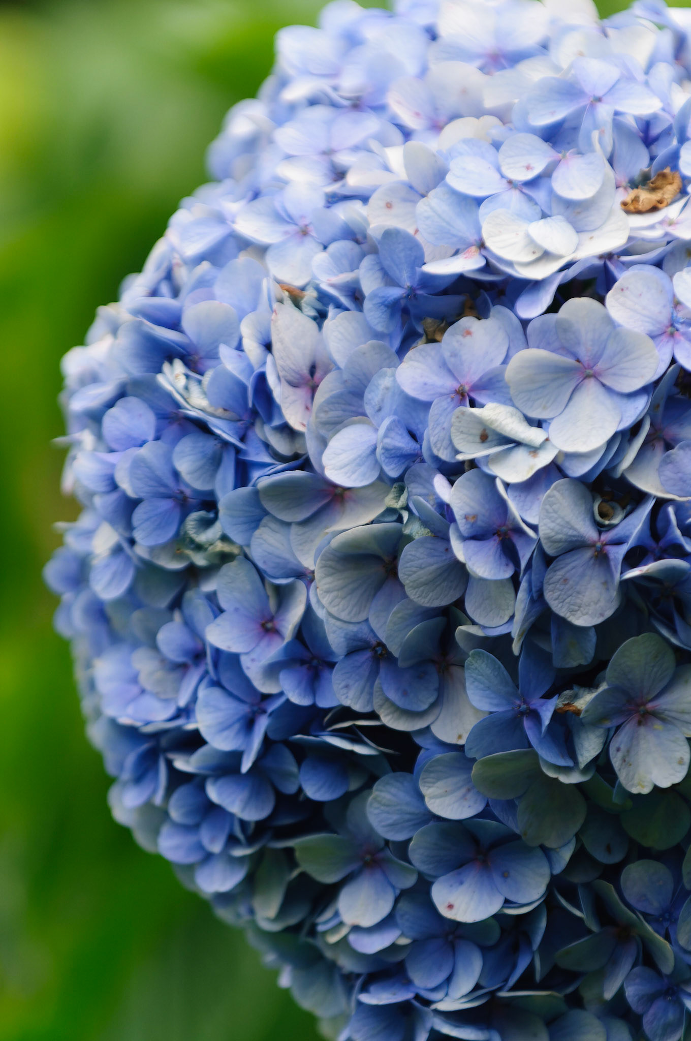 Mophead Hydrangea, Hydrangea macrophylla