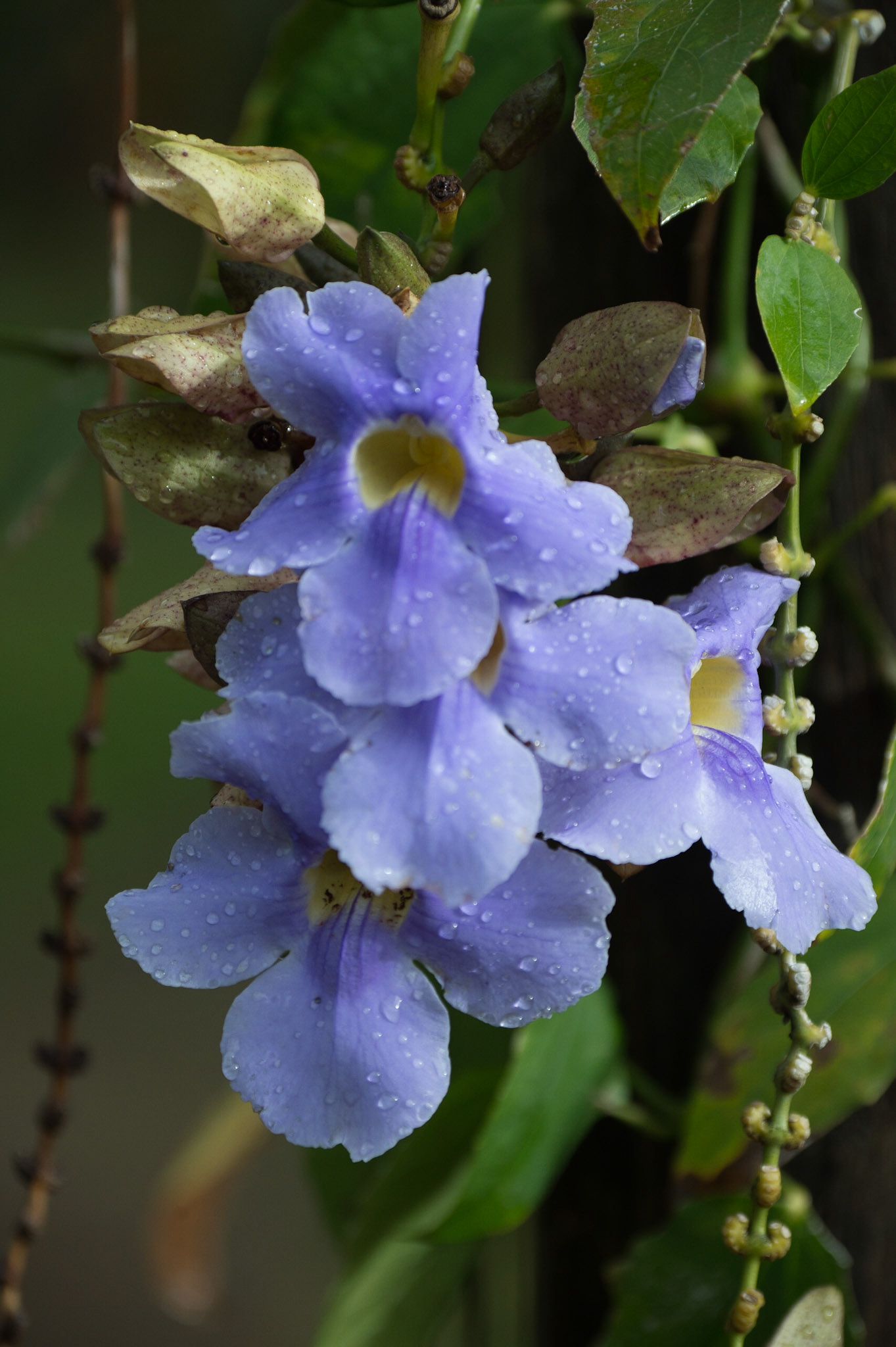 Bengal Trumpet, Thunbergia grandiflora