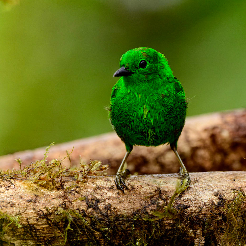 Glistening-green Tanager, Chlorochrysa phoenicotis
