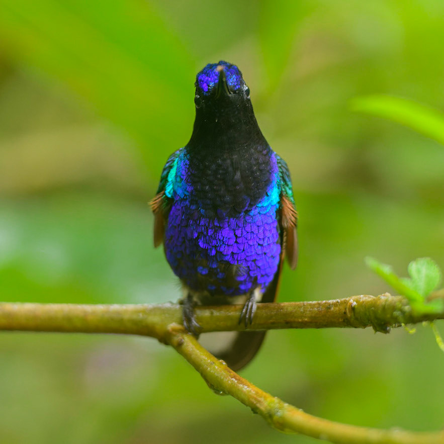 Velvet-purple Coronet, Boissonneaua jardini