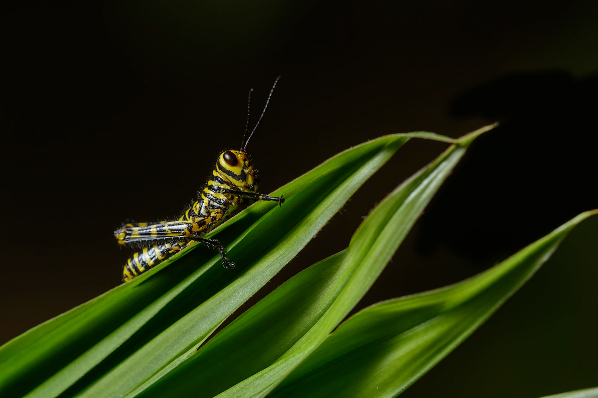 Giant Red-winged Grasshopper, tropidacris cristata dux