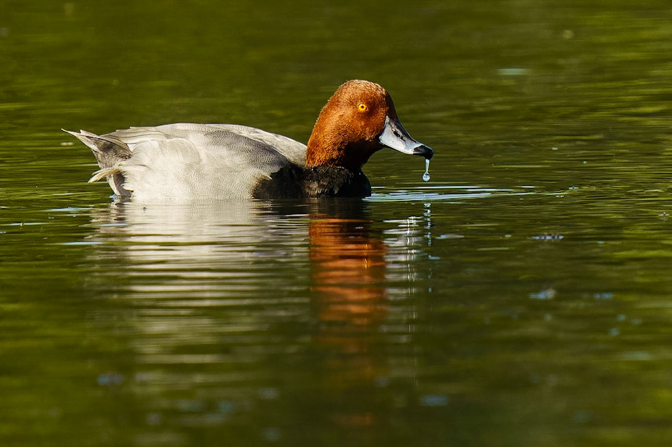 Redhead, Aythya americana